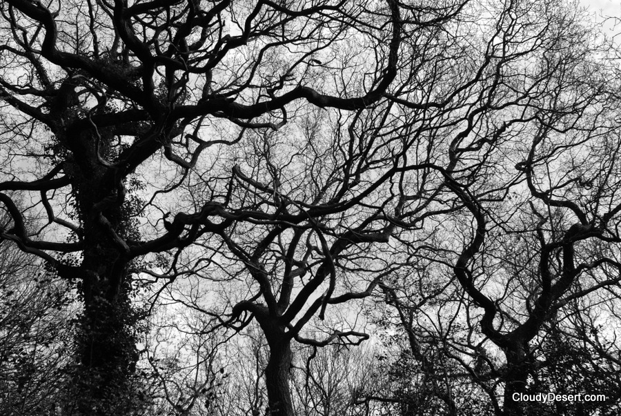 Twisted bare branches.